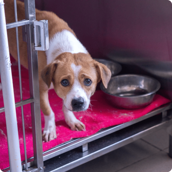 Snapshot of Canine Anxiety And Food Insecurity